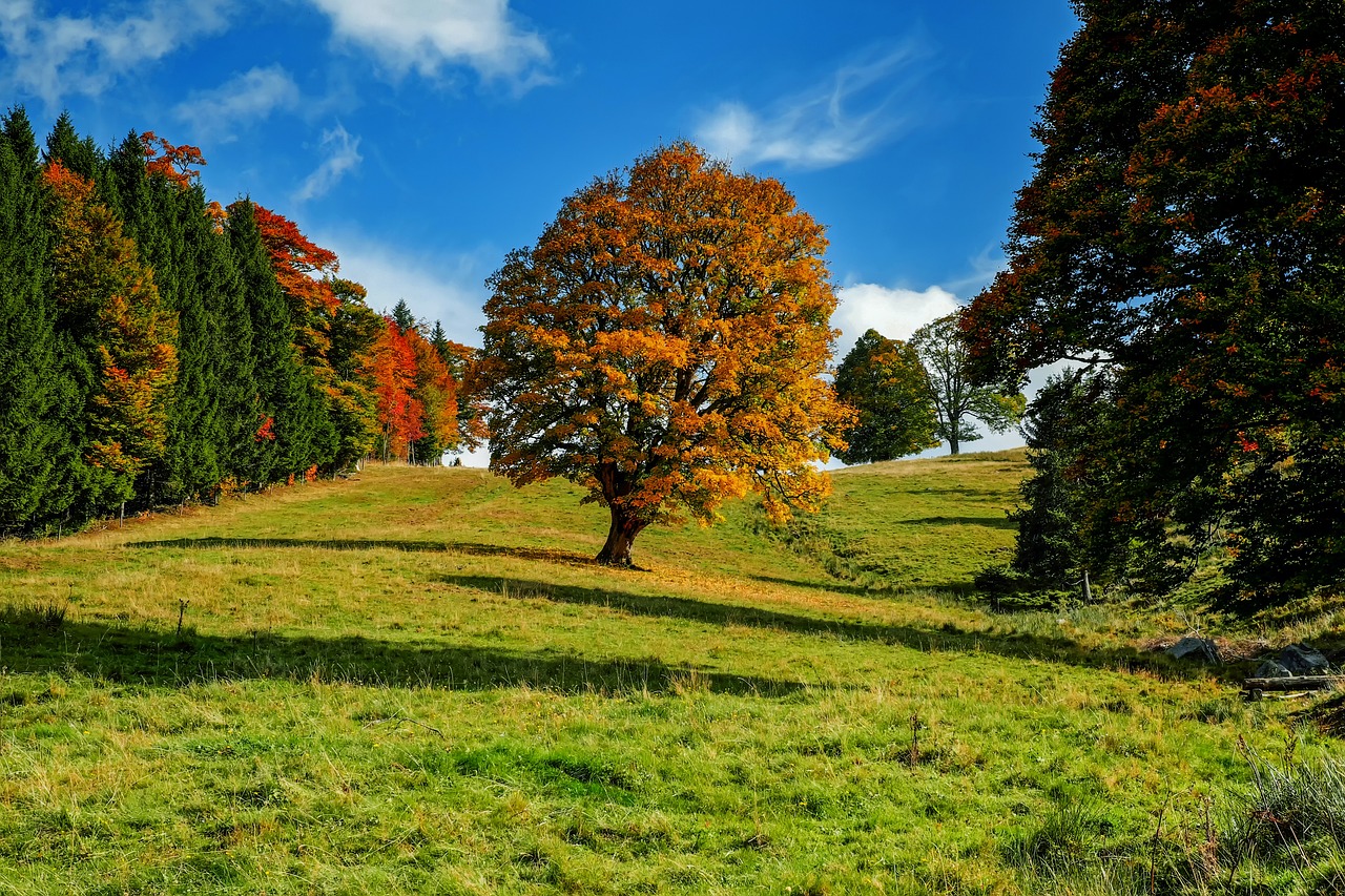 The Importance of Forest Conservation in Sustainable Living